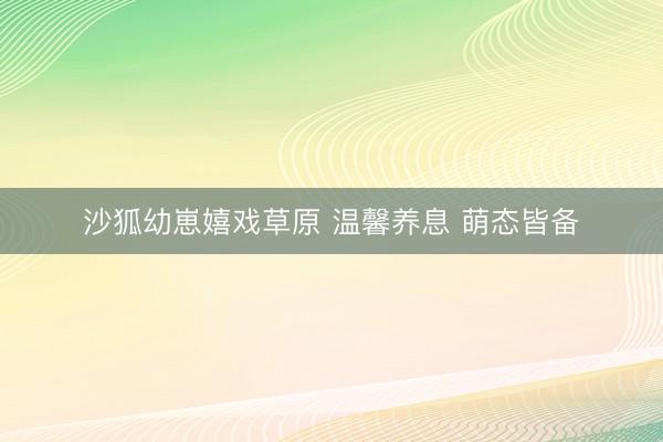 沙狐幼崽嬉戏草原 温馨养息 萌态皆备